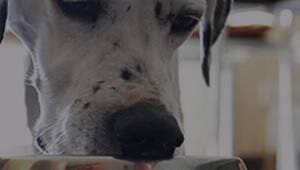 PetShop.co.uk