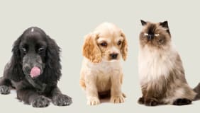 HealthyPets Blog Thumbnail